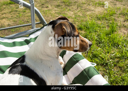 Jack Russell Terrier allongé sur un banc swing Banque D'Images