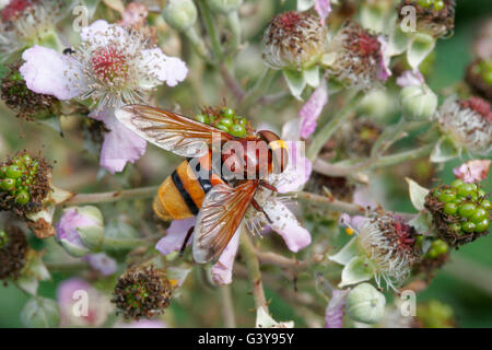 Ou ceinturés, Hornet, Volucella zonaria Hoverfly, seul adulte se nourrit de Bramble Blossom. Prises d'août. Lea Valley, Essex, Royaume-Uni. Banque D'Images