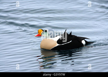 L'Eider à tête grise (Somateria spectabilis), mâle adulte, seul sur la mer. Prises de mars. Varanger, la Norvège. Banque D'Images