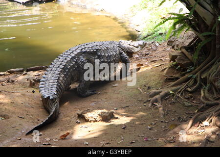 À la Vanille Crocodile Parc Nature l'Ile Maurice Banque D'Images