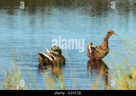 Paire de canards sauvages en appui sur l'eau Banque D'Images