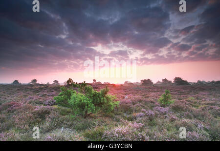 Belle floraison mauve aube sur heather en été Banque D'Images