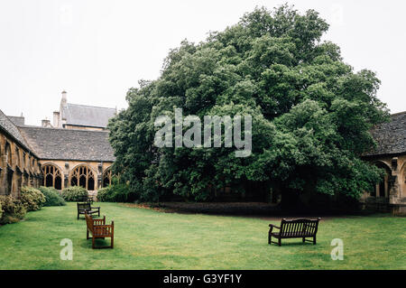 Cloître de la New College à Oxford un jour de pluie avec des bancs et un grand arbre. Banque D'Images