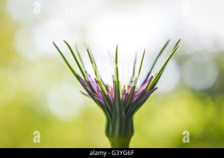 Belle fleur de salsifis (Tragopogon porrifolius) Banque D'Images