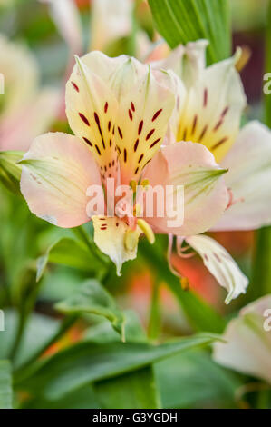 L'Alstroemeria jaune et blanche fleur Banque D'Images