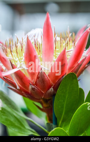 Protea incroyable close up Banque D'Images