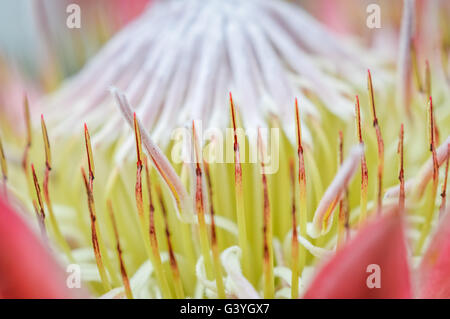 Très protea close up Banque D'Images