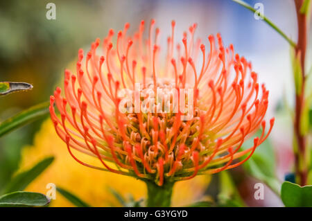 Protea Protea Flower close up Banque D'Images