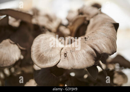 Poule des bois, champignons maitake appelle parfois. Banque D'Images