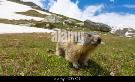 Close up of a cute funny jeune marmot, looking at camera, vue de face. Réserve de la faune et de la nature dans les Alpes italiennes. Su Banque D'Images