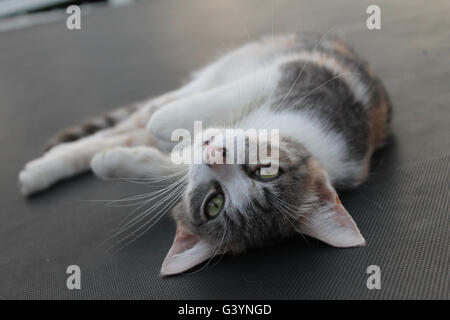 Chat couché sur trampoline Banque D'Images