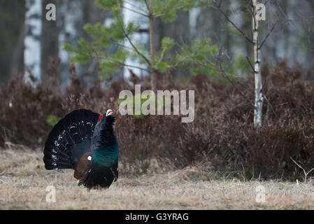 Grand Tétras (Tetrao urogallus), mâle de s'afficher. Banque D'Images