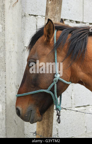 Un cheval dans un pâturage sur une ferme à Cotacachi (Équateur) Banque D'Images