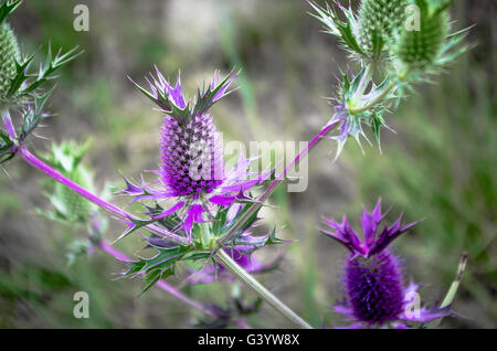 Une fleur sauvage Eryngo (ressemble à un chardon, mais plus étroitement liée à des Carottes et panais) Banque D'Images