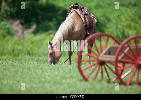 Debout derrière un cheval sellé à roues en bois chuck wagon Banque D'Images