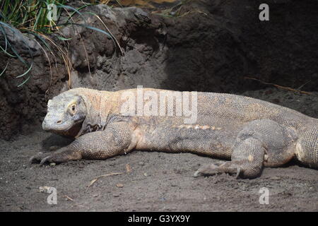 Dragon de Komodo, big lizard, zoo Banque D'Images