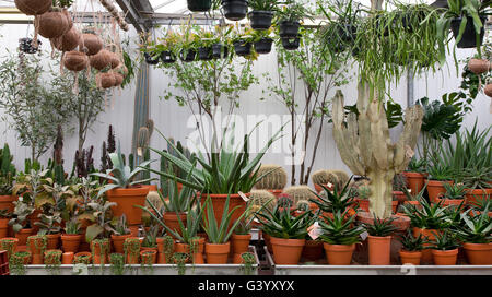 Un mélange de variété de cactus et plantes succulentes en vente dans un centre de jardinage Banque D'Images