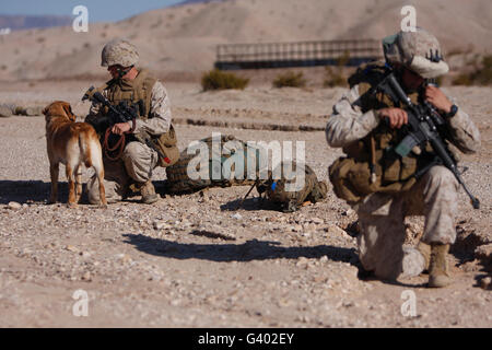 Un maître-chien et son chien de travail militaire pause lors d'une patrouille. Banque D'Images