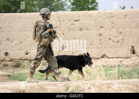 Un maître-chien de la U.S. Marine Corps. et son chien de travail militaires en patrouille. Banque D'Images