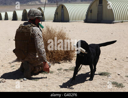 Un chien labrador noir appels sur une alors que la formation. Banque D'Images