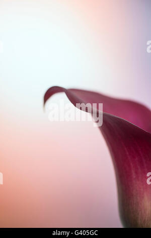 Superbe macro close up image de fleur de lis calla vibrante coloré Banque D'Images