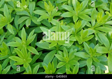 Feuillage vert de sweet woodruff (Galium odoratum) Banque D'Images