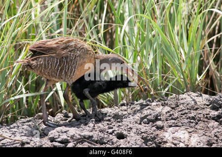 Râle gris (Rallus crepitans) nourrir jeune poussin, Bolivar Peninsula, Texas, États-Unis Banque D'Images