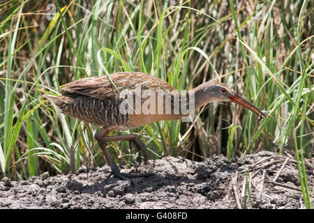 Râle gris (Rallus crepitans) avec de la nourriture, Bolivar Peninsula, Texas, États-Unis Banque D'Images