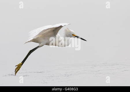 Aigrette neigeuse (Egretta thula), vol à l'atterrissage, Bolivar Peninsula, Texas, États-Unis Banque D'Images