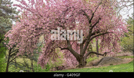 Prunus serrulata ou Japonais ; aussi appelé cerise Cherry Hill, Oriental ou cerise cerise, de l'Asie de l'est une espèce de chêne nativ Banque D'Images