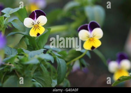 Viola tricolor, ou Viola Cornuta ou également connu sous le nom de Viola Johnny Jump Up une fleurs comestibles Banque D'Images