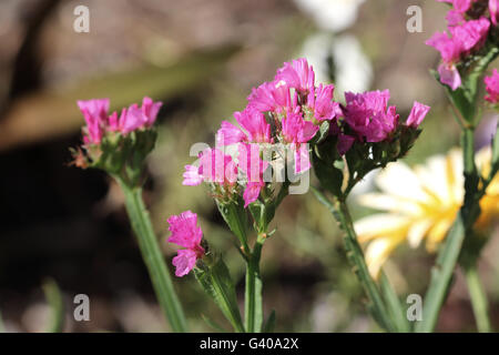 Statice fleurs ou également connu sous le nom de Limonium sinuatum, lavande de mer, feuilles de romarin, encoche marais mer rose, lavande wavyleaf Banque D'Images