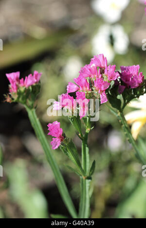 Statice fleurs ou également connu sous le nom de Limonium sinuatum, lavande de mer, feuilles de romarin, encoche marais mer rose, lavande wavyleaf Banque D'Images