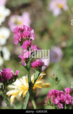 Statice fleurs ou également connu sous le nom de Limonium sinuatum, lavande de mer, feuilles de romarin, encoche marais mer rose, lavande wavyleaf Banque D'Images