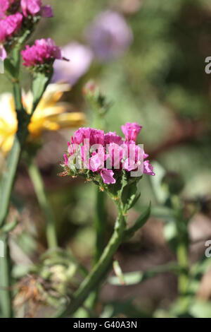 Statice fleurs ou également connu sous le nom de Limonium sinuatum, lavande de mer, feuilles de romarin, encoche marais mer rose, lavande wavyleaf Banque D'Images