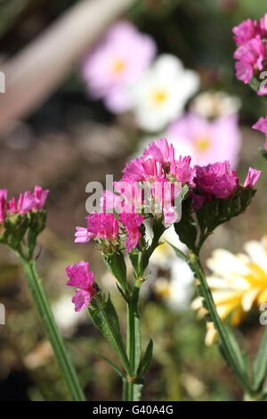 Statice fleurs ou également connu sous le nom de Limonium sinuatum, lavande de mer, feuilles de romarin, encoche marais mer rose, lavande wavyleaf Banque D'Images