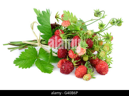 Fraise sauvage. La fraise des bois avec des feuilles sur le blanc. Banque D'Images