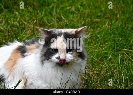 Une magnifique chevelure longue chat calico joue dehors sur une chaude journée d'été Banque D'Images