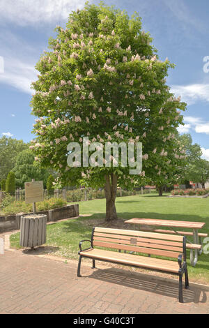 Bancs et d'arbres dans un parc public Boise IDAHO. Banque D'Images