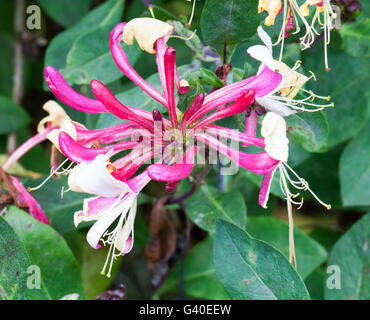 Une fleur d'une couleur rouge et crème végétale Chèvrefeuille Lonicera caprifolium ou l'Italien woodbine Banque D'Images