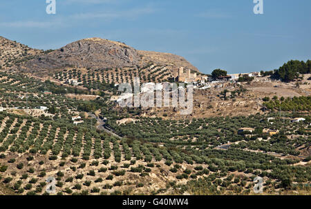 D'oliviers dans la province de Jaén, Baeza et entre Jaén, Andalousie, Espagne, Europe Banque D'Images