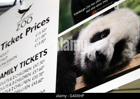 Un panneau indiquant le prix du billet avec la photo d'un panda géant au zoo d'Édimbourg, après l'annonce de l'arrivée des pandas géants Tian Tian et Yangguang, un couple de reproduction né en 2003, se présentera au zoo d'Édimbourg. Banque D'Images