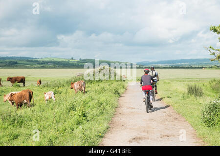 Randonnée à vélo sur route de réseau national de cyclisme,4 Londres à Fishguard.ici le chemin à travers une forêt de pins à Pembrey Country Park,Pays de Galles. Banque D'Images