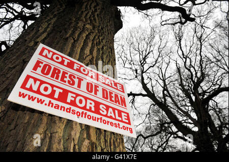 Un panneau de protestation est visible sur un arbre de la forêt de Dean, Gloucestershire, l'une des terres boisées du pays qui pourrait être affectée par les plans du gouvernement pour une vente de 250 millions de livres des forêts publiques d'Angleterre. Banque D'Images