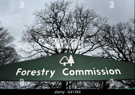 250 millions de forêts publiques d'Angleterre. Banque D'Images