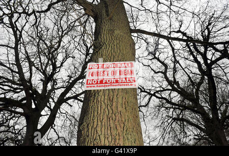 Un panneau de protestation est visible sur un arbre de la forêt de Dean, Gloucestershire, l'une des forêts patrimoniales du pays qui pourrait être affectée par les plans du gouvernement pour une cession de 250 millions de forêts publiques de l'Angleterre. Banque D'Images