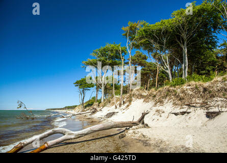 Prerow, Allemagne. 11 Juin, 2016. Vue sur la plage ouest sur la mer Baltique près de la péninsule de Fischland-Darss-Zingst Prerow, Allemagne, 11 juin 2016. La plage est accessible uniquement à pied, via location ou à l'aide d'un chariot à cheval sur les chemins forestiers. PHOTO : JENS BUETTNER/dpa/Alamy Live News Banque D'Images