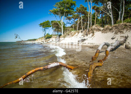 Prerow, Allemagne. 11 Juin, 2016. Vue sur la plage ouest sur la mer Baltique près de la péninsule de Fischland-Darss-Zingst Prerow, Allemagne, 11 juin 2016. La plage est accessible uniquement à pied, via location ou à l'aide d'un chariot à cheval sur les chemins forestiers. PHOTO : JENS BUETTNER/dpa/Alamy Live News Banque D'Images