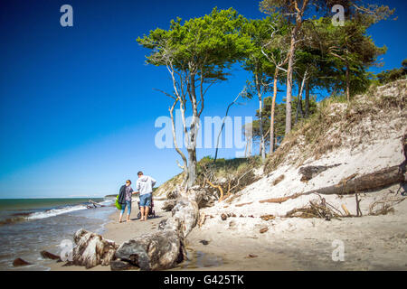 Prerow, Allemagne. 11 Juin, 2016. Vue sur la plage ouest sur la mer Baltique près de la péninsule de Fischland-Darss-Zingst Prerow, Allemagne, 11 juin 2016. La plage est accessible uniquement à pied, via location ou à l'aide d'un chariot à cheval sur les chemins forestiers. PHOTO : JENS BUETTNER/dpa/Alamy Live News Banque D'Images