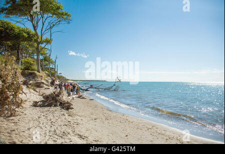 Prerow, Allemagne. 11 Juin, 2016. Vue sur la plage ouest sur la mer Baltique près de la péninsule de Fischland-Darss-Zingst Prerow, Allemagne, 11 juin 2016. La plage est accessible uniquement à pied, via location ou à l'aide d'un chariot à cheval sur les chemins forestiers. PHOTO : JENS BUETTNER/dpa/Alamy Live News Banque D'Images